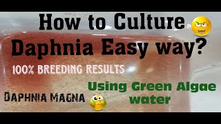 Daphnia MagnaHow to Culture Daphnia Easy wayCulturing Daphnia using Green water Daphnia [upl. by Nylazor]