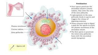 Fertilization and Development [upl. by Niu702]