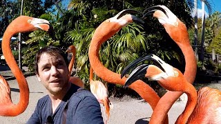 Feeding Flamingos in Florida [upl. by Helve623]