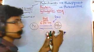 Phytochrome [upl. by Bein]