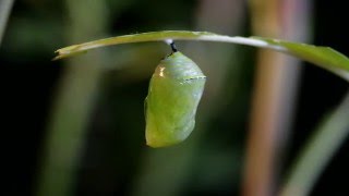 Monarch Transforming into Chrysalis [upl. by Maker]