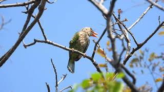 นกโพระดกธรรมดา Lineated Barbet 4K [upl. by Lesiram]