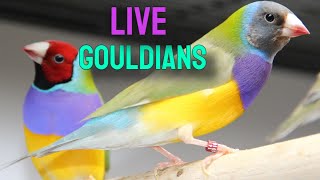 6 Hours of Stunning Lady Gouldian Finches feeding and Chirping with Canaries and budgies [upl. by Nnaes]