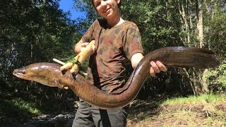 Spearfishing HUGE Eels Catch n Cook primitive spear making [upl. by Nahij]