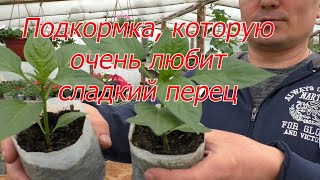 Подкормка рассады перца о которой мало кто знает [upl. by Hatti]