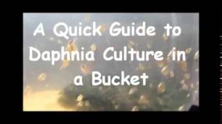 How to culture daphnia outside [upl. by Akinert]