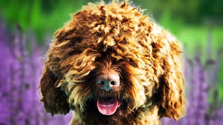 Barbet Dogs 101  Top Pros and Cons of Owning the Barbet [upl. by Naryk975]