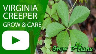 Virginia creeper  grow amp care Parthenocissus quinquefolia [upl. by Toshiko239]