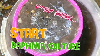 How to culture daphnia moina the easy way 1  Starting the Daphnia culture [upl. by Meakem198]