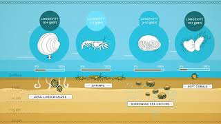 Benthic animal traits [upl. by Braun]