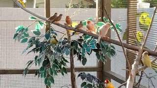 Colony breeding Gouldian FInches [upl. by Gosser162]