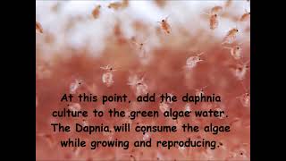 Daphnia  How to grow daphnia in your home [upl. by Claudy]