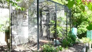 Beautiful Natural Finch Aviary How to set one up [upl. by Nnaacissej446]