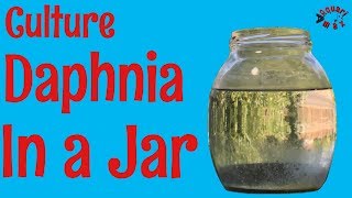 How to Culture Daphnia in a Jar [upl. by Ayomat]