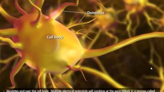 Nerve Impulse Mechanism 3D Animation [upl. by Latihs]