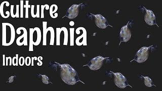 How to Culture Daphnia [upl. by Marras]