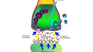 How SSRIs and SNRIs Work For Anxiety [upl. by Aibonez]