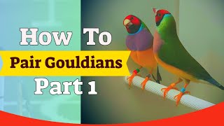 Gouldian Finch Pairing  6 Pairs Breeding Season Part 1 [upl. by Aruasi174]