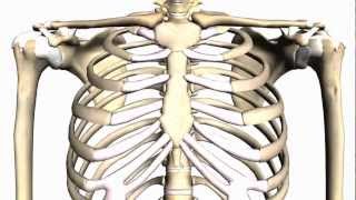 General Skeleton Basic Tutorial  Anatomy Tutorial [upl. by Anirac]