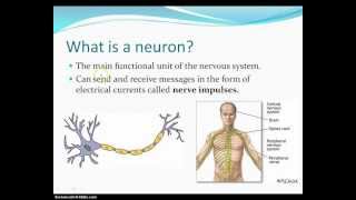 Neural Networks 3 axons dendrites synapses [upl. by Yboj260]