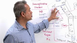 Immunology Lecture 11 Part 4 Immunologlobulins  structure and synthesis genetics [upl. by Akcimehs]