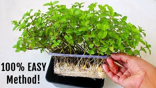 Easiest Way To Grow HEALTHY MINT In Water [upl. by Lehar]