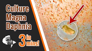 How to culture DAPHNIA MAGNA  The easy way [upl. by Namzed]