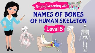 Human Skeleton  Bones  Skeleton System  Science Grade5  TutWay [upl. by Harpole101]