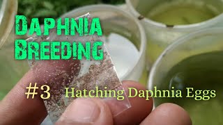 Daphnia Culture made simple and easy 3  Hatching Daphnia eggs [upl. by Khajeh]