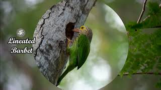 Lineated Barbet [upl. by Flora]