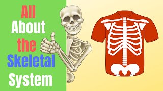 All about the Skeleton System [upl. by Levram]