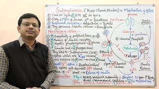 Diabetes Mellitus Part10 Mechanism of Action of Sulfonylurease  Antidiabetic Drugs  Diabetes [upl. by Alrahs]