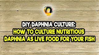 DIY Daphnia Culture How to Culture Nutritious Daphnia as Live Food for Your Fish [upl. by Kiryt194]