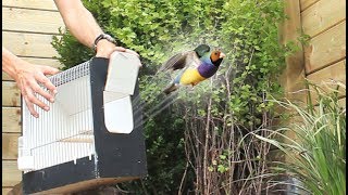 Aviary Birds Released In Their New Home [upl. by Lemuela]