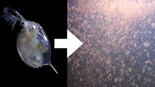 How I Culture Daphnia [upl. by Aleirbag]