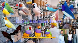 Creating an Exotic Gouldian Finches Setup A Guide to Colorful Avian Paradise [upl. by Enimasaj]