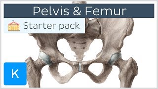 Pelvis Hip bone and Femur  Human Anatomy  Kenhub [upl. by Rachele]