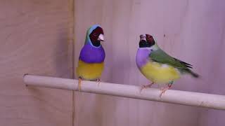 Redheaded Gouldian Finch courtship 2019 [upl. by Lisha]