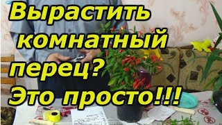 ХОТИТЕ ВЫРАСТИТЬ КОМНАТНЫЙ ПЕРЕЦ ВСЁ ОЧЕНЬ ПРОСТО [upl. by Elaweda]