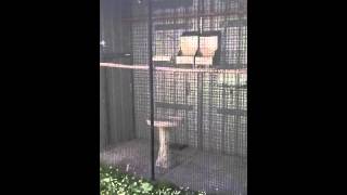 Gouldian Finch Aviaries and Cages [upl. by Naillig533]