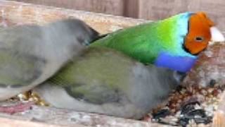 Lady Gouldian Finches  Feeding Time [upl. by Rysler437]