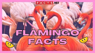 30 Strange Flamingo Facts That You Never Knew About [upl. by Nooj]