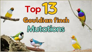 13 Top Gouldian Finch Mutations  13 Varieties of Gouldian Finches13 Types of Gouldian Finches [upl. by Aiuqcaj]