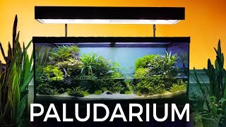 Guided Tour of this Stunning Paludarium [upl. by Garv256]