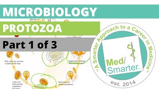 Protozoa  Microbiology  USMLE STEP 1  Part 1 of 3 [upl. by Halet]