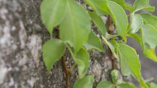 Parthenocissus quinquefolia  Virginia Creeper [upl. by Lorie205]