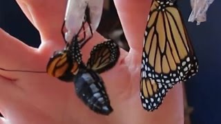 Monarch Butterfly Emerging from Chrysalis [upl. by Myron641]