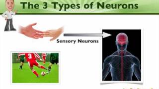 Diving deep into where neurons communicate  Science News [upl. by Trevlac]