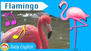 Flamingo  Awesome Animals  Music for Kids [upl. by Urana]