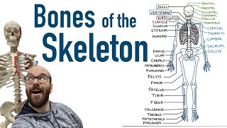 Bones of the Skeleton [upl. by Elleinad]